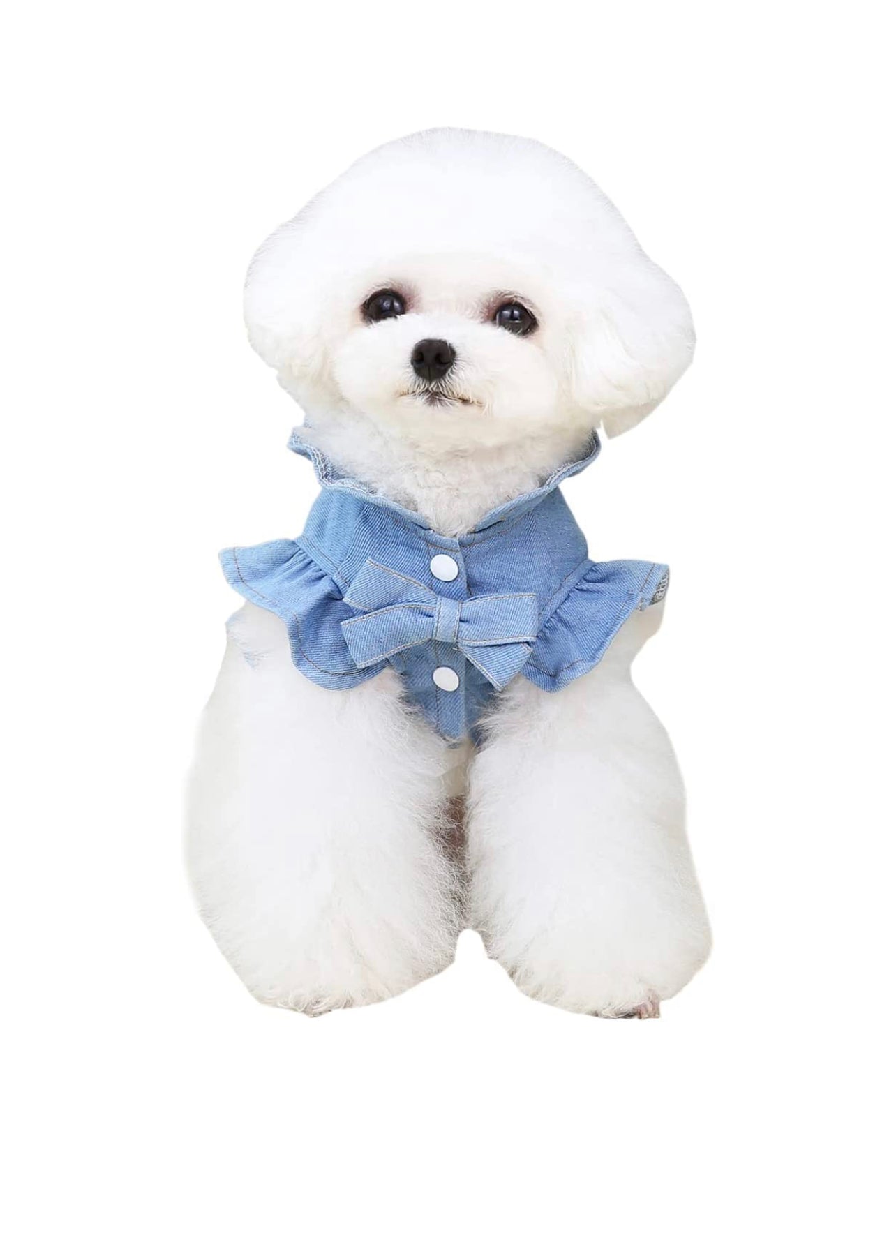 Perky Pup